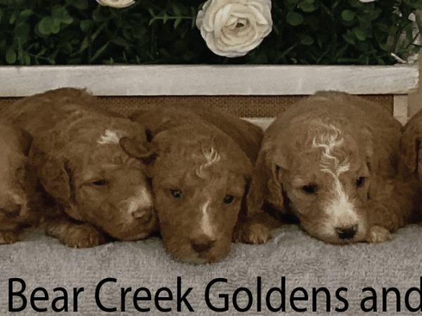 5 Female F1b Goldendoodle Puppies Born on March 24, 2023