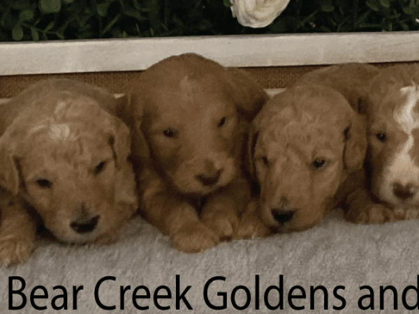 5 Male F1b Goldendoodle Puppies Born on March 24, 2023