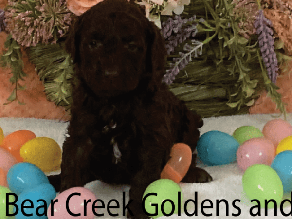 Black Female F1b Labradoodle Puppy Sitting on a White Blanket Surrounded by Colorful Easter Eggs