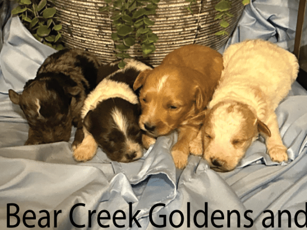 4 Male Mini Aussiedoodle Puppies Born on June 22, 2023
